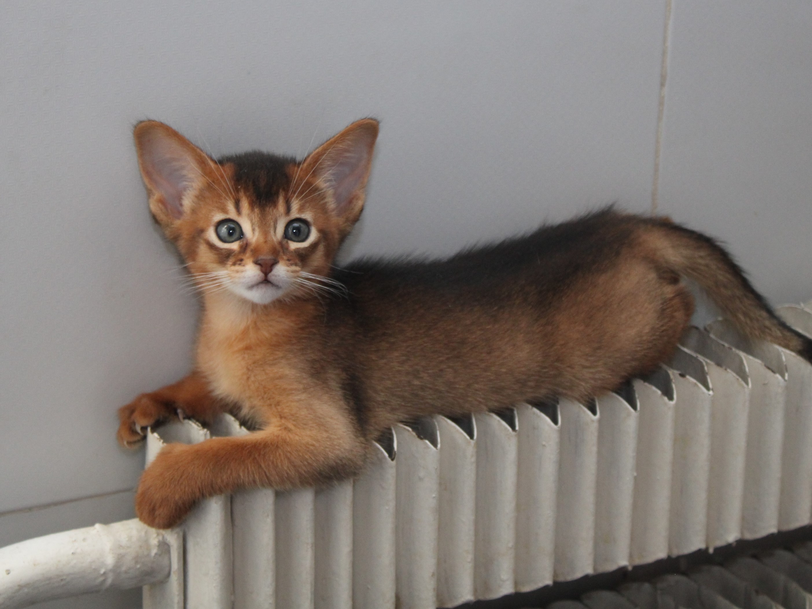 Абиссинские котята: фото